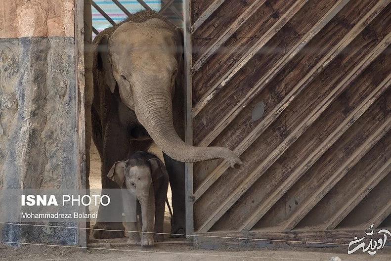 (تصاویر) رونمایی از «مایسا» در باغ وحش ارم